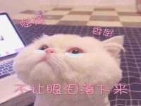 东明县茂岩鲜花店
