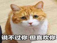东明县茂岩鲜花店
