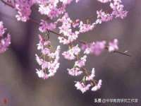 东明县茂岩鲜花店