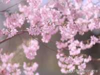 东明县茂岩鲜花店