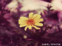 东明县茂岩鲜花店