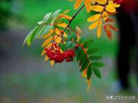 东明县茂岩鲜花店