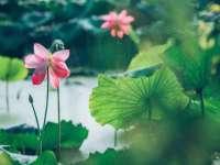 东明县茂岩鲜花店