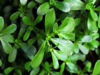 东明县茂岩鲜花店