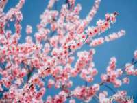东明县茂岩鲜花店