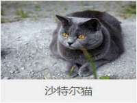 东明县茂岩鲜花店
