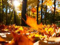 东明县茂岩鲜花店