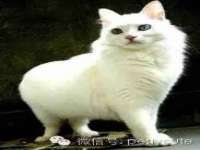 东明县茂岩鲜花店