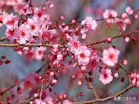 东明县茂岩鲜花店