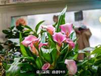 东明县茂岩鲜花店