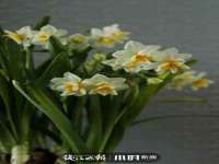 东明县茂岩鲜花店