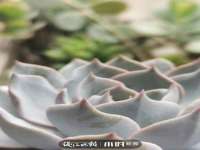 东明县茂岩鲜花店