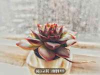 东明县茂岩鲜花店
