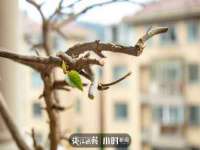 东明县茂岩鲜花店