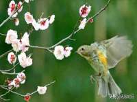 东明县茂岩鲜花店