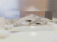 东明县茂岩鲜花店