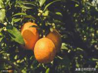 东明县茂岩鲜花店