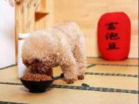 东明县茂岩鲜花店