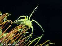东明县茂岩鲜花店