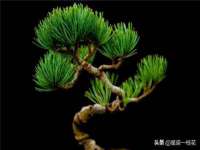 东明县茂岩鲜花店