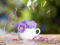 东明县茂岩鲜花店